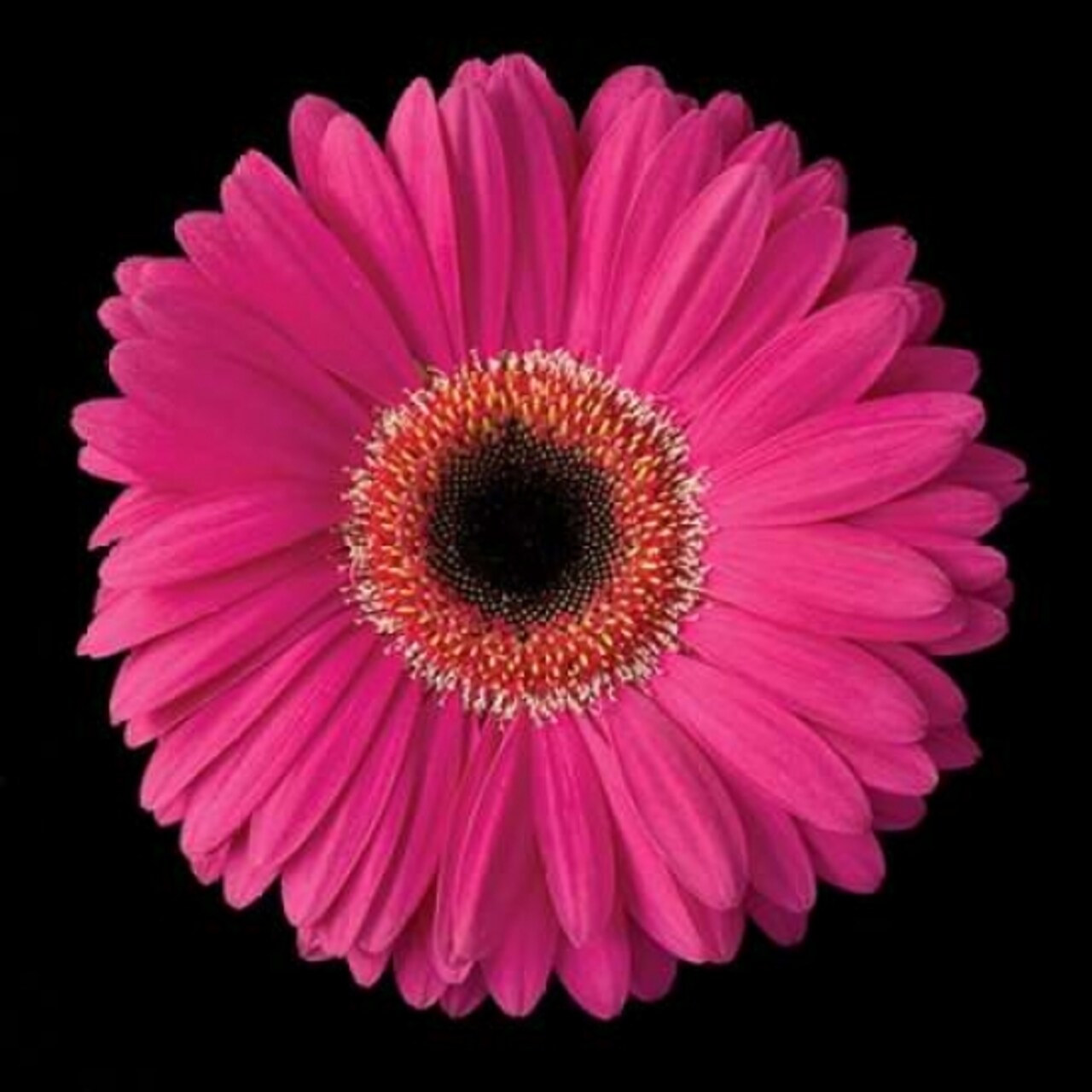 Pink Gerbera Daisy Poster Print by Jim Christensen - Item # VARPDXPSCRS130